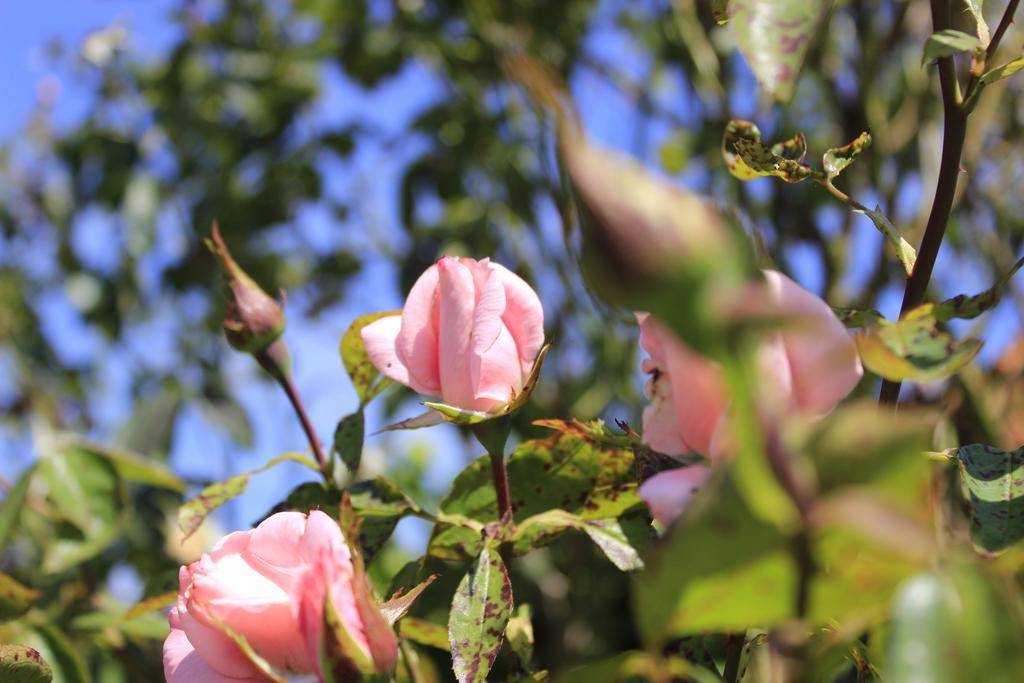 Den Bongaerd B&B And Wellness Tongeren Exteriör bild